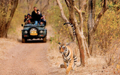 Explore the Wild with The Tour Shop – Wildlife Tours