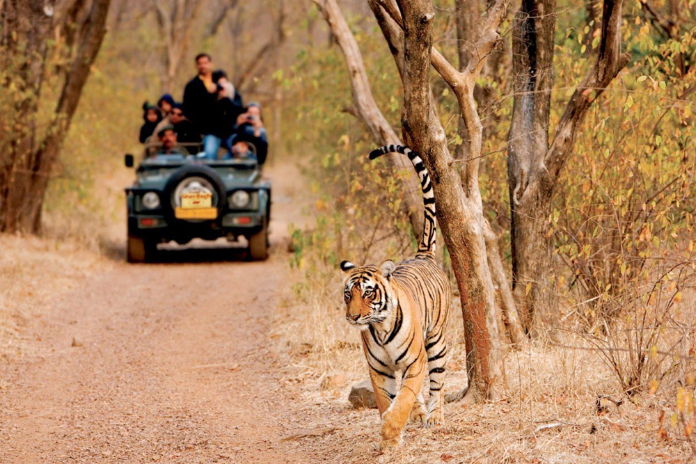 Explore the Wild with The Tour Shop – Wildlife Tours